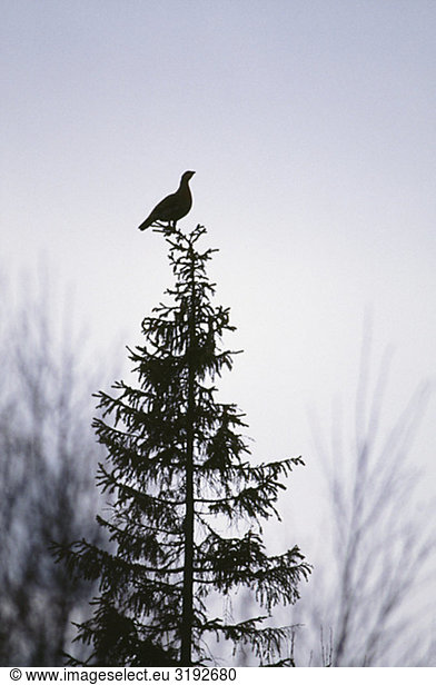 Baumkrone Silhouette Vogel hocken - Tier