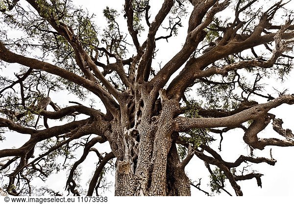 Baumkrone von einem alten Argan Baum (Argania spinosa) im Biosphärenreservat Arganerie  bei Essaouira  Marokko  Afrika