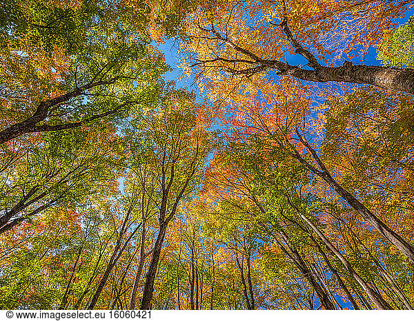 Baumkronen mit herbstlich gefärbtem Laub und blauem Himmel; Huntsville  Ontario  Kanada