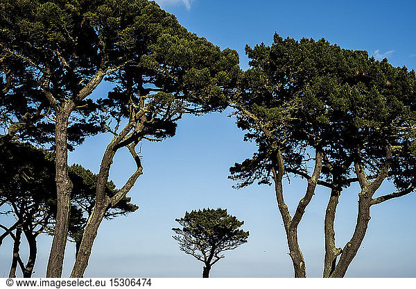 Baumkronen von Monterey-Kiefern vor einem klaren blauen Himmel.