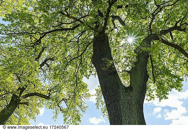 Baumkronen von Stieleichen (Quercus robur) im Gegenlicht mit Sonnenstern  Hessen  Deutschland  Europa