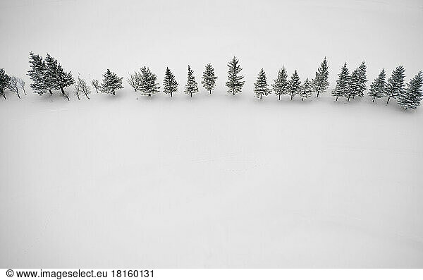 Baumreihe auf Schnee