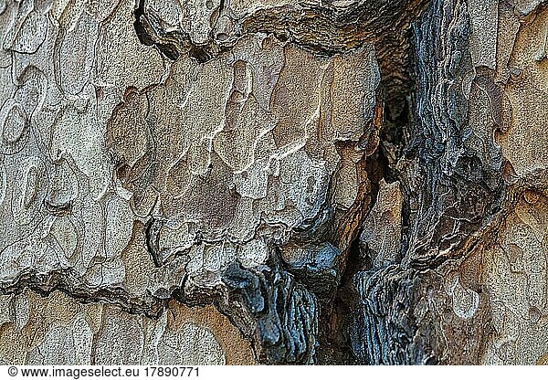 Baumrinde mit farbigen Strukturen  Grizzly Giant  Mammutbaum (Sequoioideae)  Riesenmammutbaum (Sequoiadendron giganteum)  HIntergrundbild  Mariposa Grove  Yosemite Nationalpark  Kalifornien  USA  Nordamerika