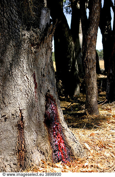 Baumsaft eines River Red Gum Eukalyptusbaums (Eucalyptus camaldulensis)  Australien