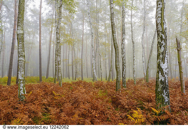 Baumstämme in einem Birkenwald im Herbst in Hessen  Deutschland