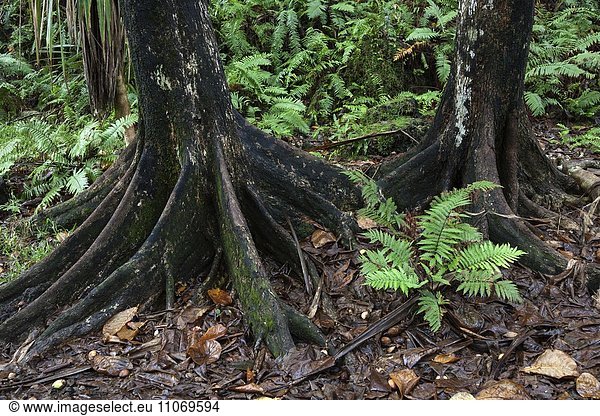 Baumstämme und tropische Vegetation  nahe Anse des Cascades bei Piton Sainte-Rose  La Reunion  Afrika