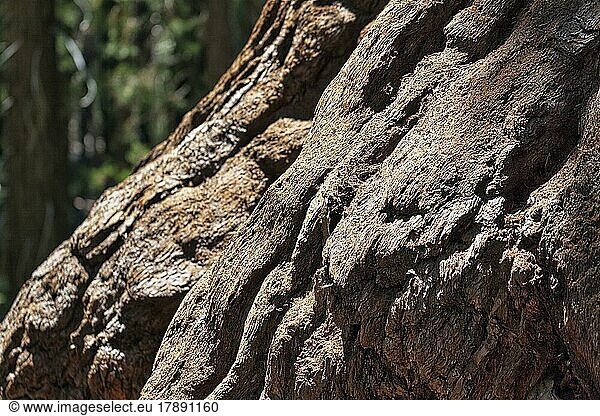 Baumstamm  Detail  Baumrinde  Grizzly Giant  Mammutbaum (Sequoioideae)  Riesenmammutbaum (Sequoiadendron giganteum)  Mariposa Grove  Yosemite Nationalpark  Kalifornien  USA  Nordamerika