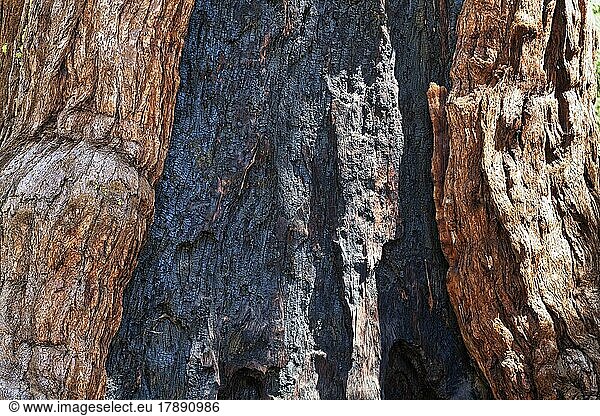 Baumstamm  Detail  Grizzly Giant  Mammutbaum (Sequoioideae)  Riesenmammutbaum (Sequoiadendron giganteum)  Mariposa Grove  Yosemite Nationalpark  Kalifornien  USA  Nordamerika