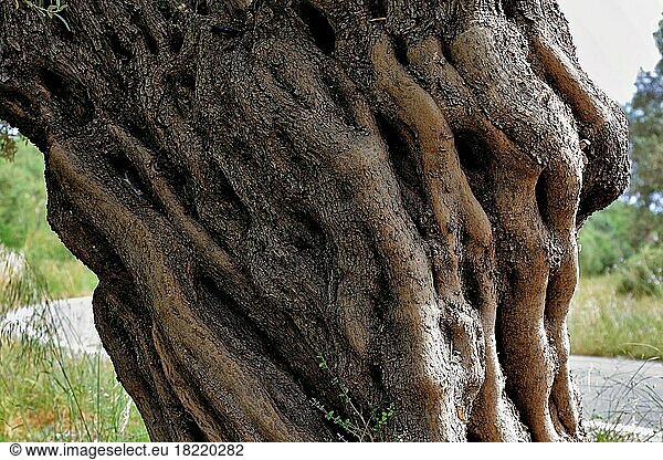Baumstamm eines alten Olivenbaumes  Olivenholz  Kreta  Griechenland  Europa