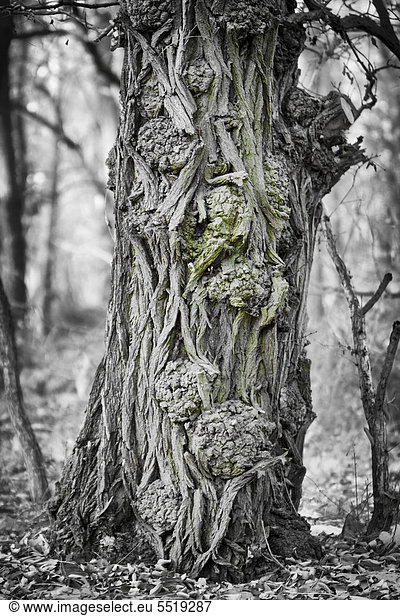 Baumstamm eines sehr alten Ahornbaumes (Acer sp.) in einem Wald in der Nähe von Potsdam-Paaren Brandenburg Deutschland Europa