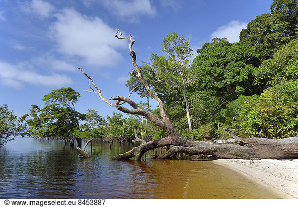 Baumstamm eines Urwaldriesen liegt am Ufer des Amazonas oder Rio Solimões  Naturschutzgebiet Mamirauá  bei Tefe  Amazonas  Brasilien