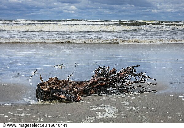 Baumstumpf am Strand der Frischen Nehrung zwischen den Dörfern Katy Rybackie und Skowronki  Danziger Bucht in der Ostsee  Polen.