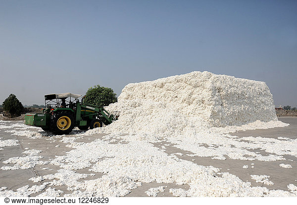 Baumwollfasern  handgepflückt von den örtlichen Baumwollfeldern  werden in großen Mengen mit einem Bagger in die Fabrik zur Verarbeitung gebracht  Gujarat  Indien  Asien