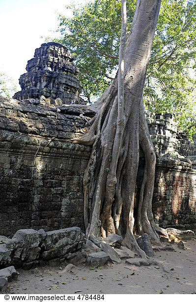Baumwurzel von Tetrameles nudiflora überwuchert die Ruinen von Ta Prohm  Angkor  UNESCO Weltkulturerbe  Siem Reap  Kambodscha  Südostasien  Asien
