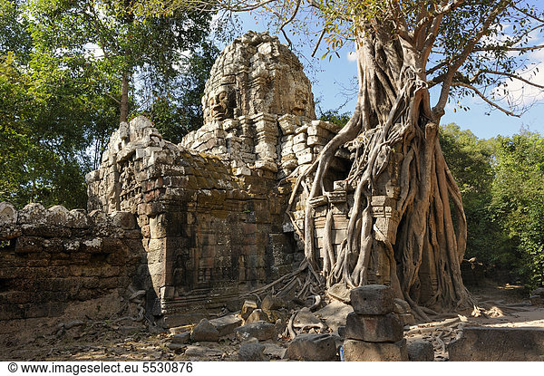 Baumwurzeln der Würgefeige (Ficus virens) umschließen den östlichen Tempeleingang von Ta Som in der archäologischen Tempelanlage von Angkor,  Siem Reap,  Kambodscha,  Südostasien