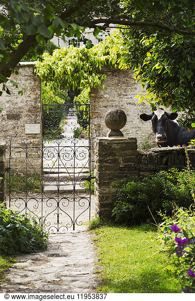 Baumzweig  der über einem schmiedeeisernen Tor in einem Garten hängt  im Hintergrund eine schwarz-weiße Kuh.