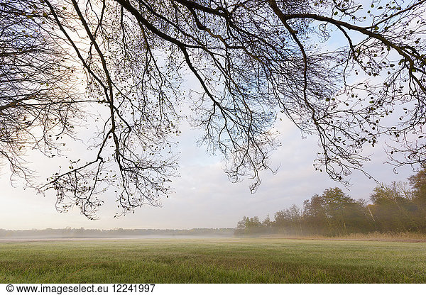 Baumzweige über einer nebligen Wiese an einem Herbstmorgen in Hessen  Deutschland