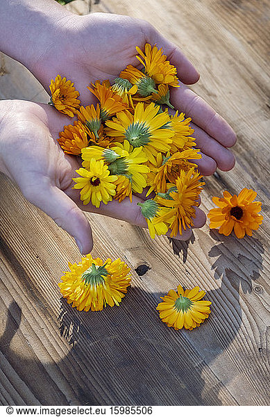 Bavaria  Germany  Hands of woman holding bunch of heads of blooming pot marigolds (Calendula officinalis)