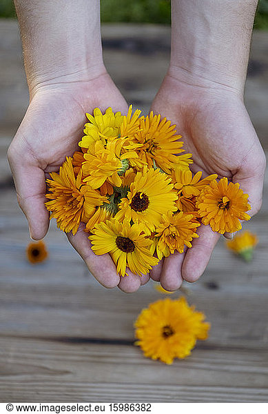 Bavaria  Germany  Hands of woman holding bunch of heads of blooming pot marigolds (Calendula officinalis)