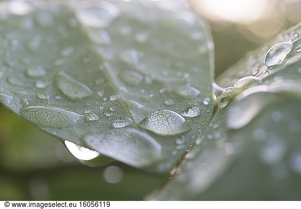 Bay leaves covered in raindrops