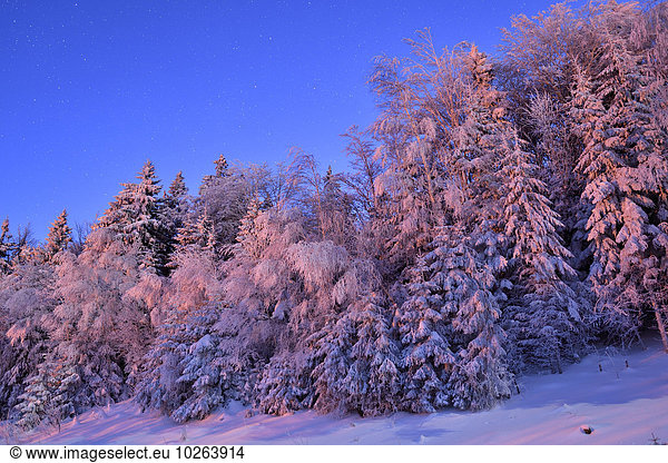 Bayerischer Wald Bayrischer Wald Bayerwald Winter Nacht Landschaft Wald Bayern Deutschland Mondschein