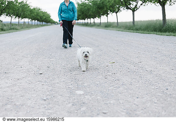 BCrop view of senior woman going walkies with her dog on an alley