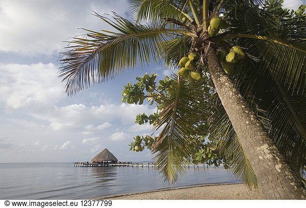 Beach and palms. Belize.