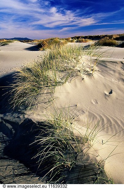 Beach dune at Heceta Beach  Harbor Vista County Park  Florence  Oregon.