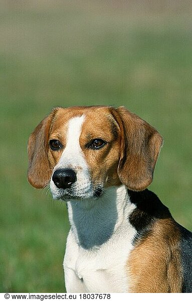 Beagle (Saeugetiere) (mammals) (animals) (Haushund) (domestic dog) (Haustier) (Heimtier) (pet) (außen) (outdoor) (Porträt) (portrait) (sitzen) (sitting) (adult)