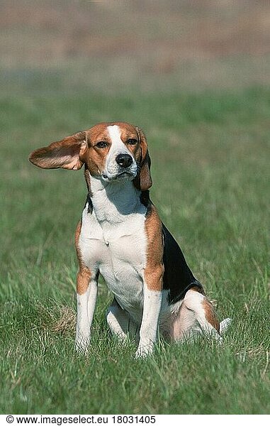 Beagle (Saeugetiere) (mammals) (animals) (Haushund) (domestic dog) (Haustier) (Heimtier) (pet) (außen) (outdoor) (Wiese) (meadow) (Humor) (humour) (sitzen) (sitting) (adult)