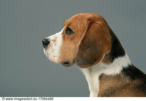 Beagle  seitlich  Profil  tricolor