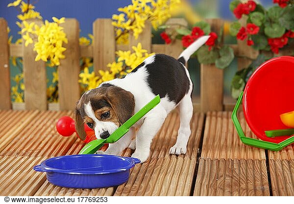 Beagle  Welpe  9 Wochen  Kinderspielzeug  Spielzeug