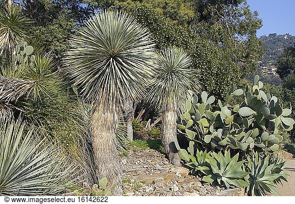 Beaked Yucca (Yucca rostrata),  Opuntia cactus (Opuntia sp) and Swan neck Agave (Agave attenuata),  Rayol garden,  Var,  France