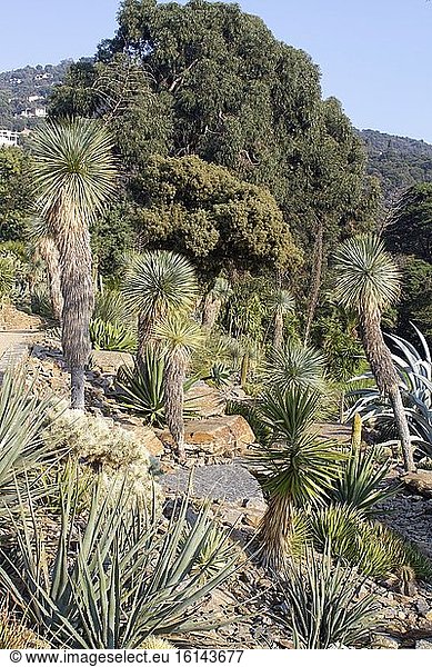 Beaked Yucca (Yucca rostrata) and Agave (Agave sp)  Rayol garden  Var  France