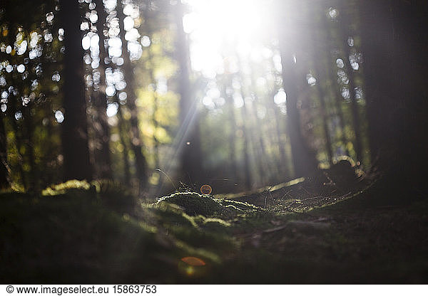Beam of light coming through the trees of the Thuringian Forest