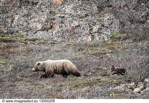 Bear and cub walking on land amidst dried plants at Denali National Park