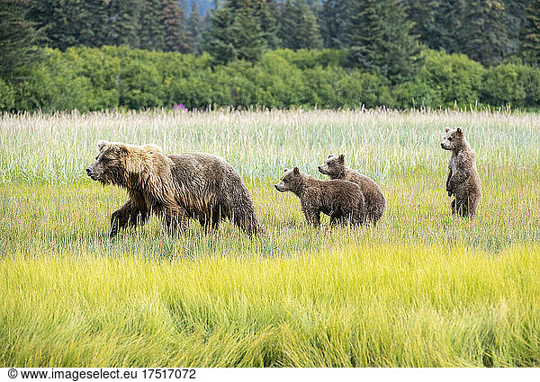 Bear cubs standing on hind legs in green grass in Lake Clark Alaska