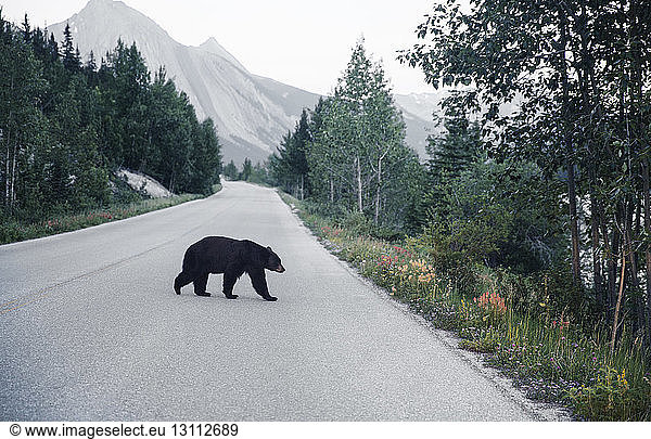 Bear walking on country road leading towards mountains