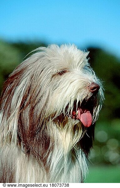Bearded Collie (animals) (außen) (outdoor) (Porträt) (portrait) (Kopf) (head) (seitlich) (side) (hecheln) (panting) (adult) (Säugetiere) (mammals) (Haushund) (domestic dog) (Haustier) (Heimtier) (pet) (struppig) (shaggy)