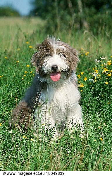 Bearded Collie puppy  Bearded Collie Welpe (Saeugetiere) (mammals) (animals) (Haushund) (domestic dog) (Haustier) (Heimtier) (pet) (außen) (outdoor) (Wiese) (meadow) (sitzen) (sitting) (Jungtier) (young)