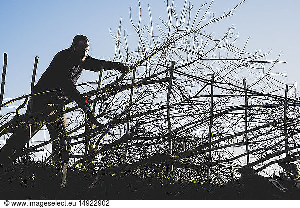 Bearded man building a traditional hedge using wooden pleachers.