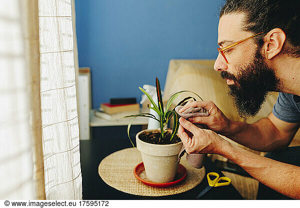 Bearded man cleaning leaf of potted plant at home