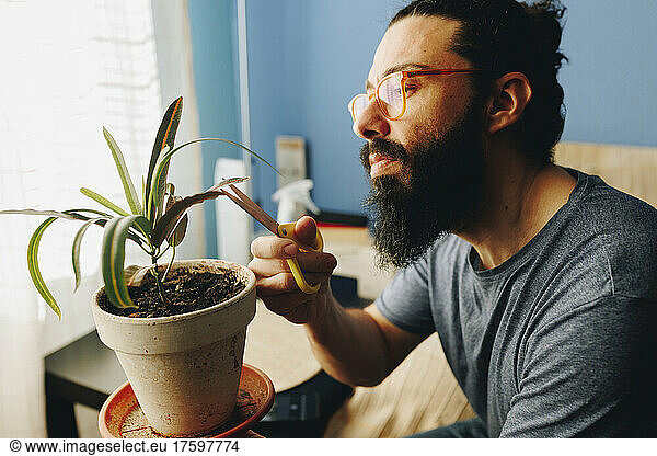 Bearded man cutting dry leaf of potted plant at home