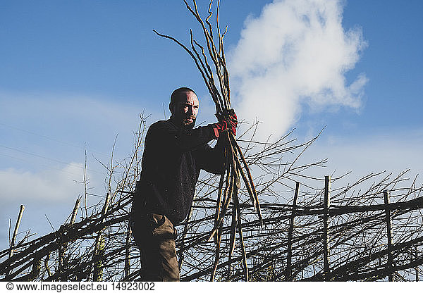 Bearded man holding bunch of wooden pleachers  building a traditional hedge.