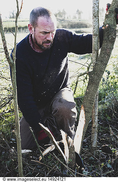 Bearded man kneeling next to wooden stake  building a traditional hedge.