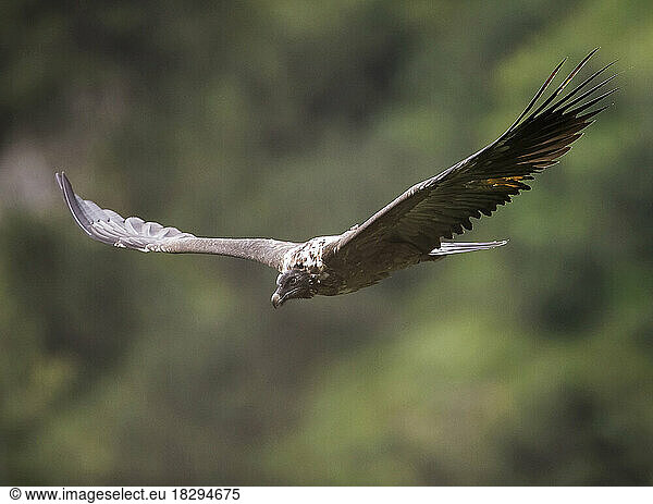 Bearded vulture flying with spread wings