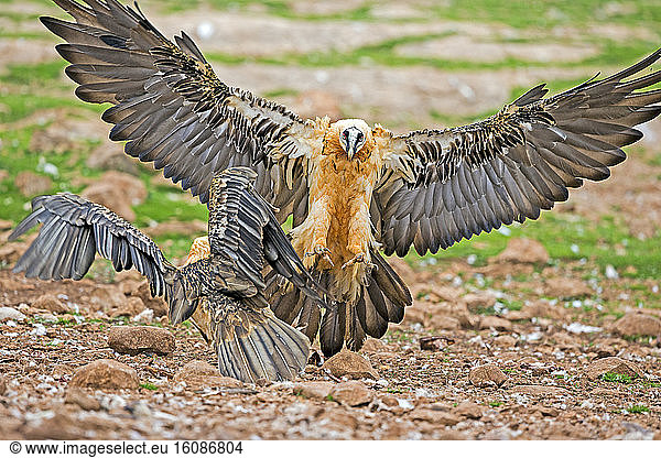 Bearded vulture (Gypaetus barbatus) at the feeding station in the game reserve adults Boumort Lerida province Catalonia Spain