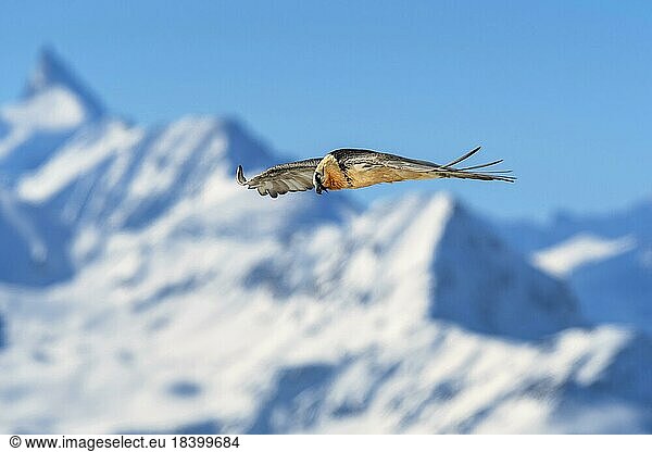 Bearded vulture (Gypaetus barbatus)  in flight over a high mountain landscape  Valais  Switzerland  Europe
