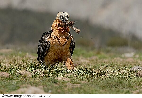 Bearded vulture (Gypeatus barbatus) adult  with prey on the ground  Pyrenees  Catalonia  Spain  Europe