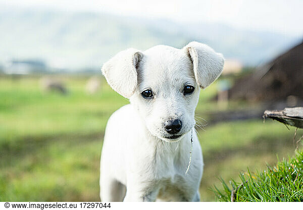 Beautiful baby white dog in the field